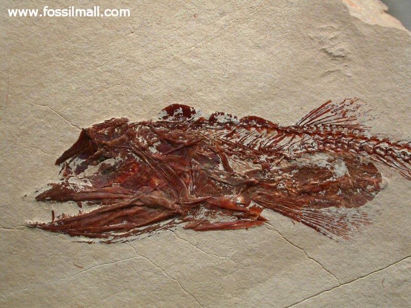 Fossil Shrimp within Fossil Fish - Carpopenaeus in Eurypholis 
