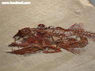 Viper Fish Fossil