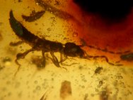 Earwig&nbsp;in Dominican Amber