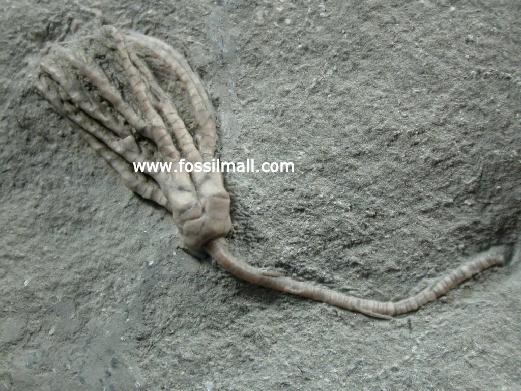 Abrotocrinus