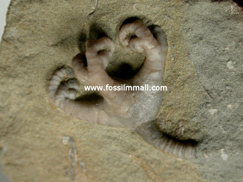 Crawfordsville Crinoid