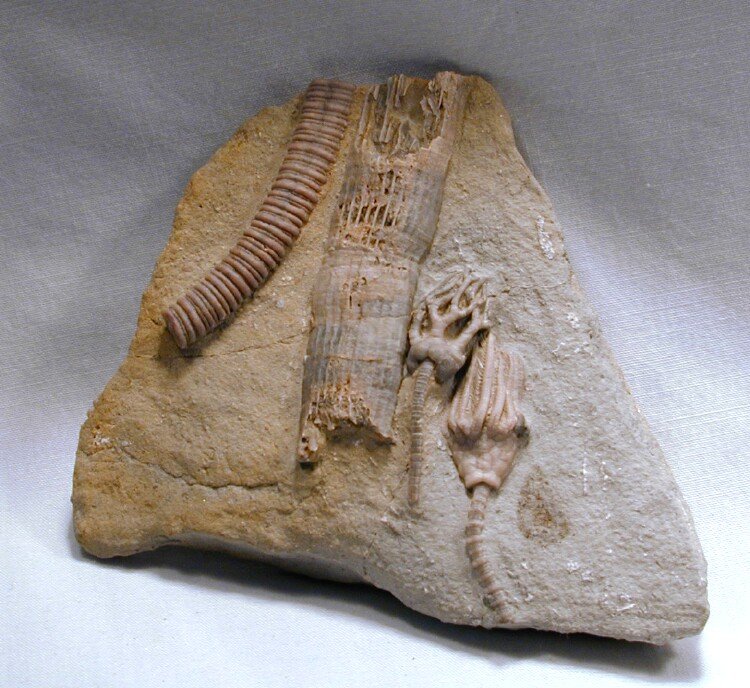 Crawfordsville Crinoid s