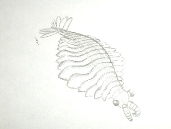 Anomalocaris Art