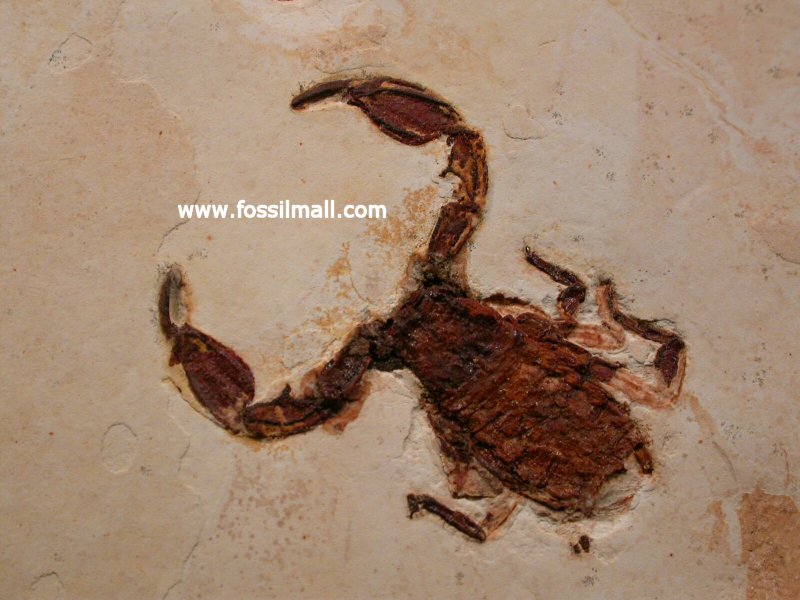 Cretaceous Scorpion Fossil