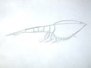 Phyllocarid arthropod