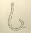 Nematomorph Worm