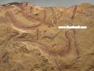 Cricocosmia jinningensis