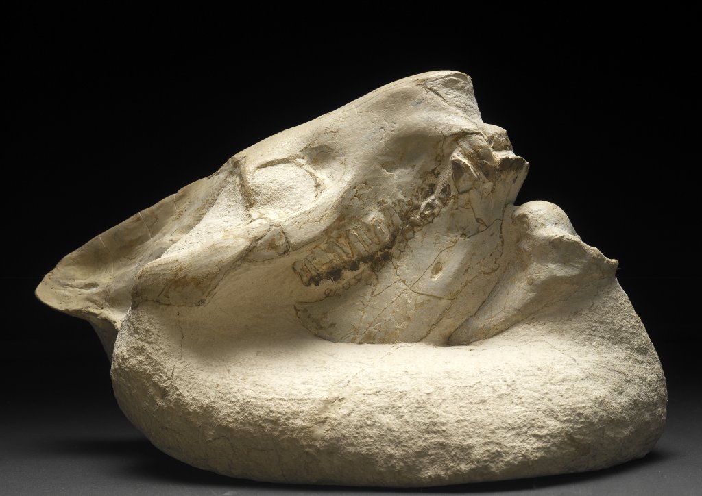 Eporeodon major Skull Fossil
