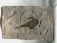 Eurypterid