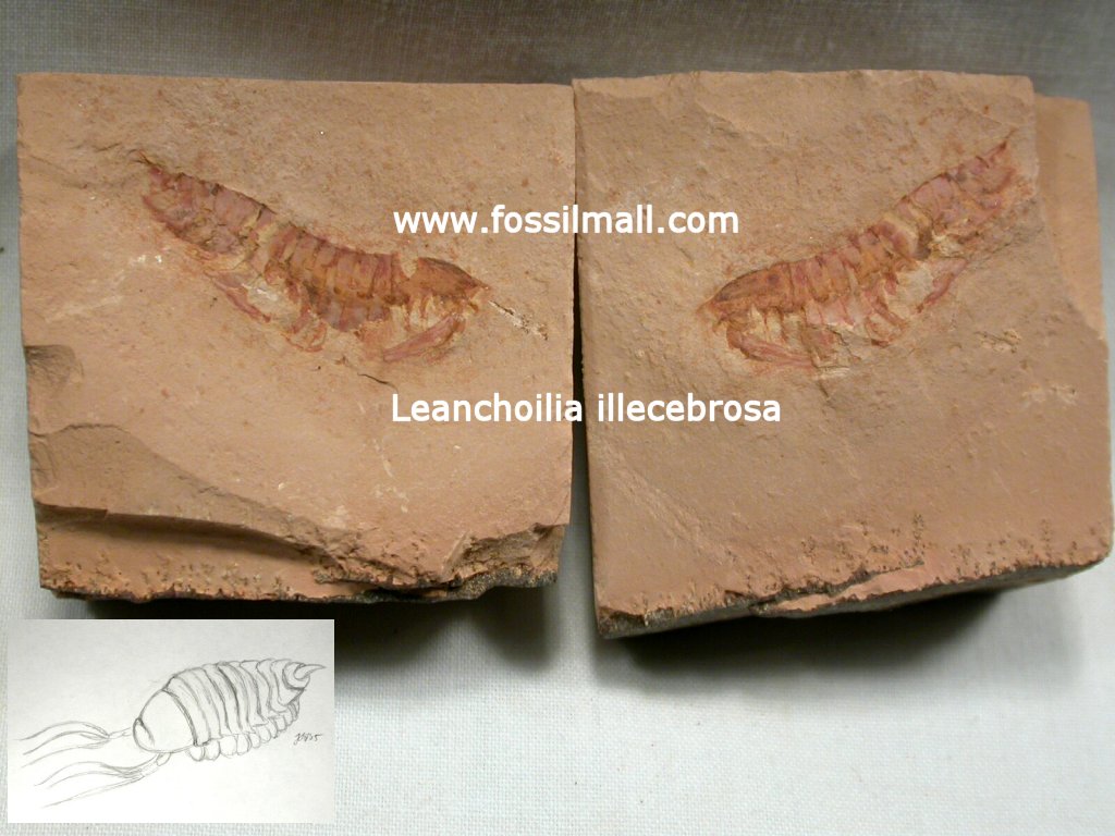 Leanchoilia illecebrosa
