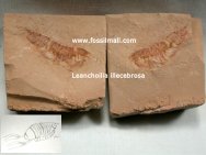 Leanchoilia illecebrosa