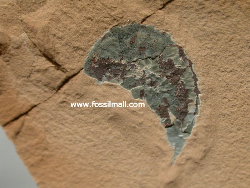 Leanchoilia Fossil from Cambrian Utah