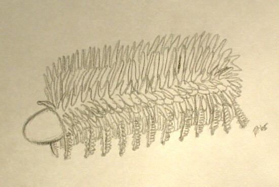 Onychodictyon Lobopodian
