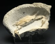 Fossil Crab Neptunus granulatus