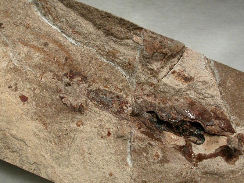 Cretaceous Octopus Fossil
