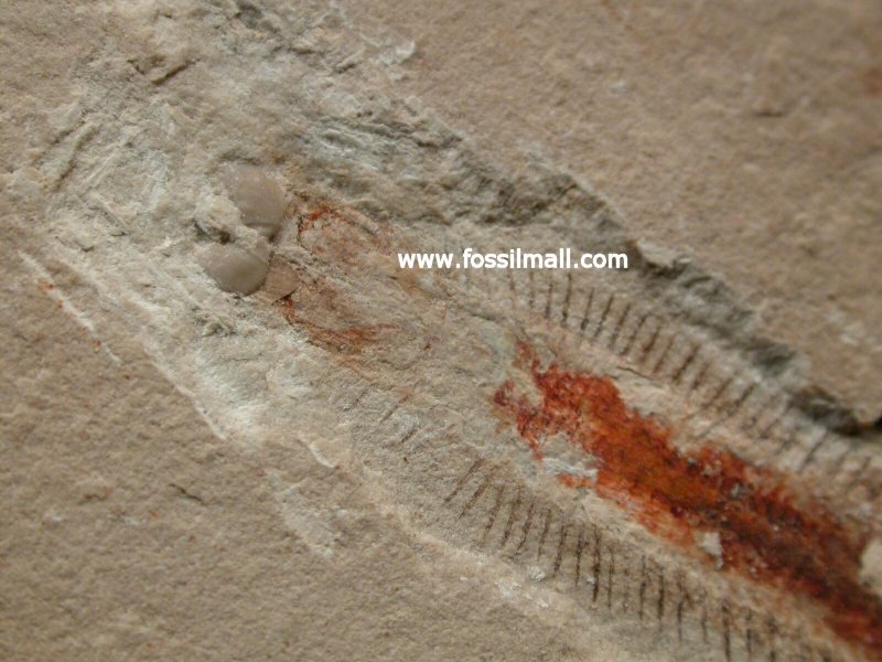 Polychaete Fossil with Preserved Jaws