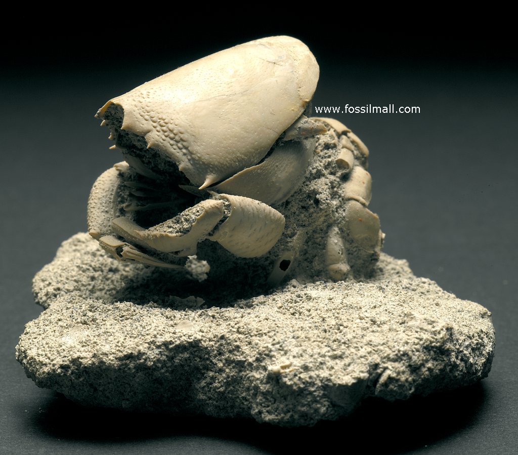 Ranilia Fossil Crab