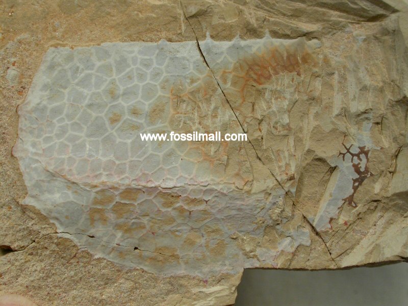 Tuzoia sinensis Phyllocarid Fossil from Chengjiang