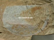 Tuzoia sinensis Chengjiang