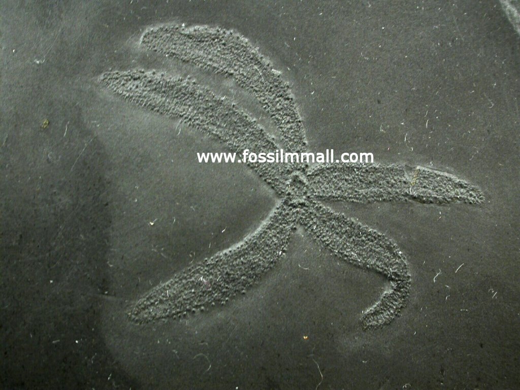 Starfish Urasterella verruculosa