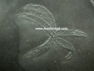 Bundenbach Starfish Urasterella