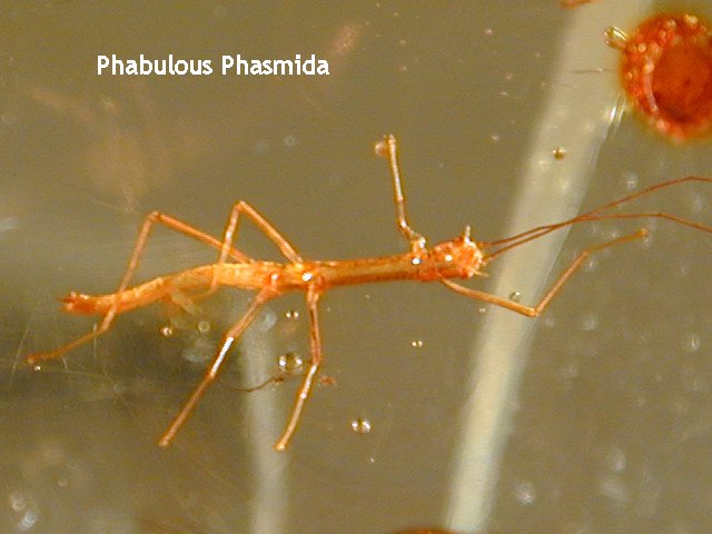 Extremely Rare Phasmida (Walking Stick) Insect in Amber