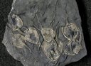 Pleurocystites Fossils