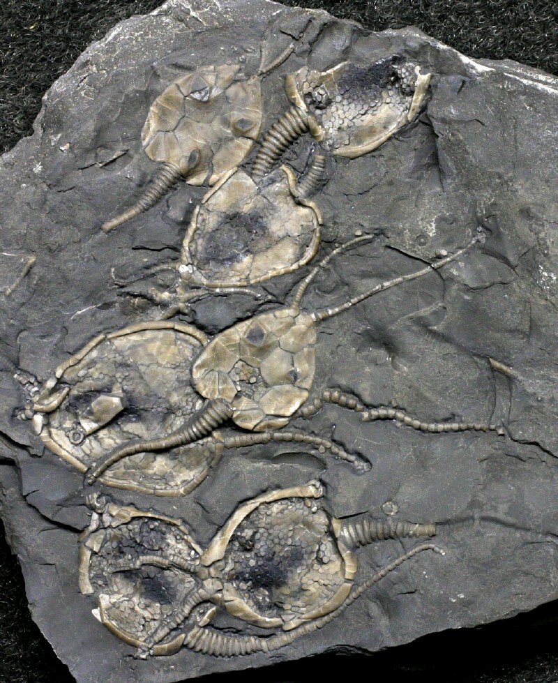 Cystoids Death Assemblage