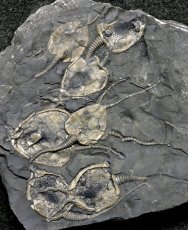 Pleurocystites Cystoids