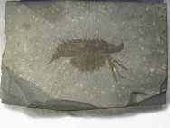 Leanchoilia superlata