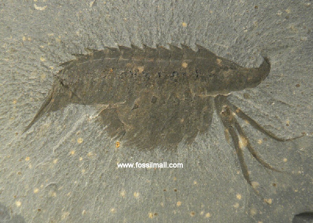 Burgess Shale Leanchoilia