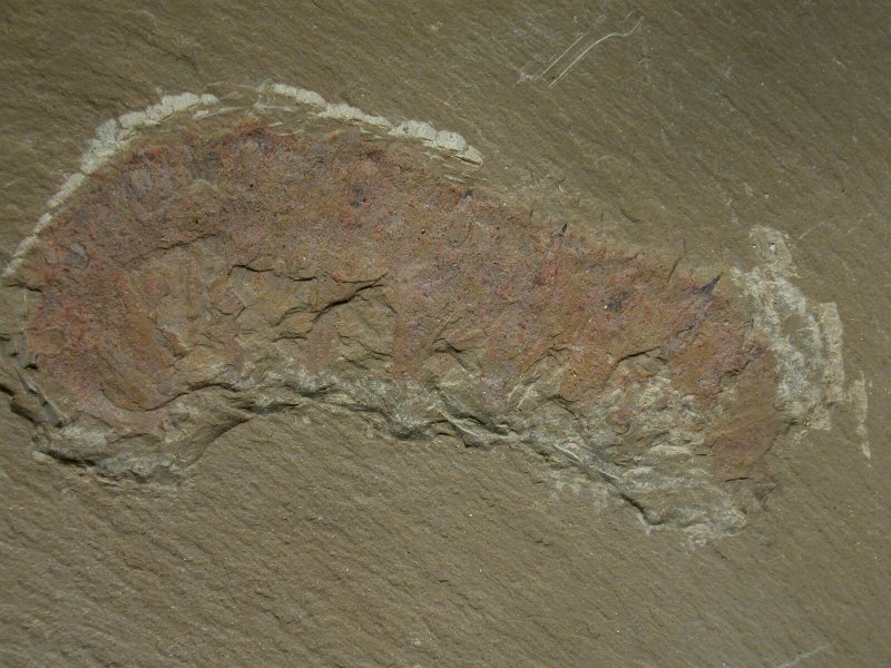 Onychodictyon ferox 