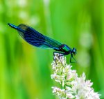 Damselfly