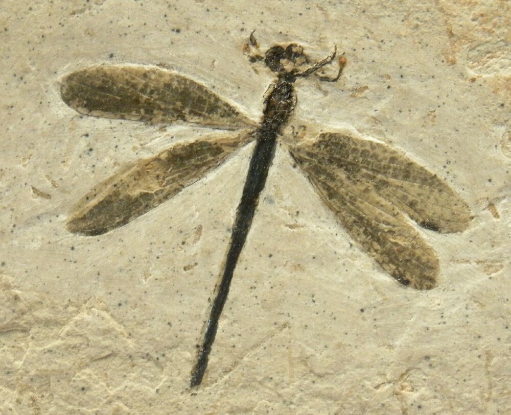 Cretaceous Damselfly Insect Fossil