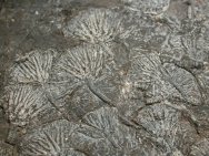 Traumatocrinus crinoids