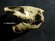 Eporeodon major