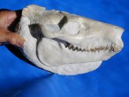 Merycoidodon Oreodont Skull