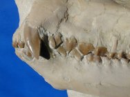 Merycoidodon Oreodont Teeth