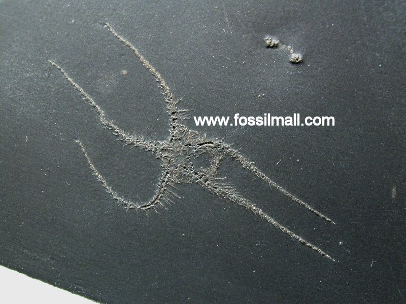 Furcaster palaeozoicus