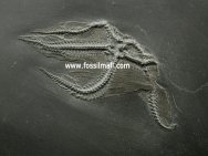 Loriolaster Brittlestar Fossil 