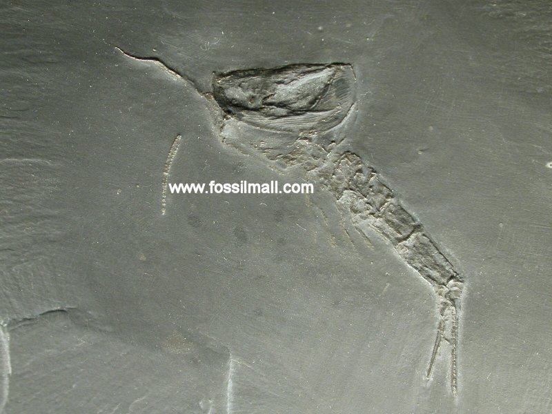 Nahecaris steurtzi Bundenbach Hunsruck Slate Arthropod