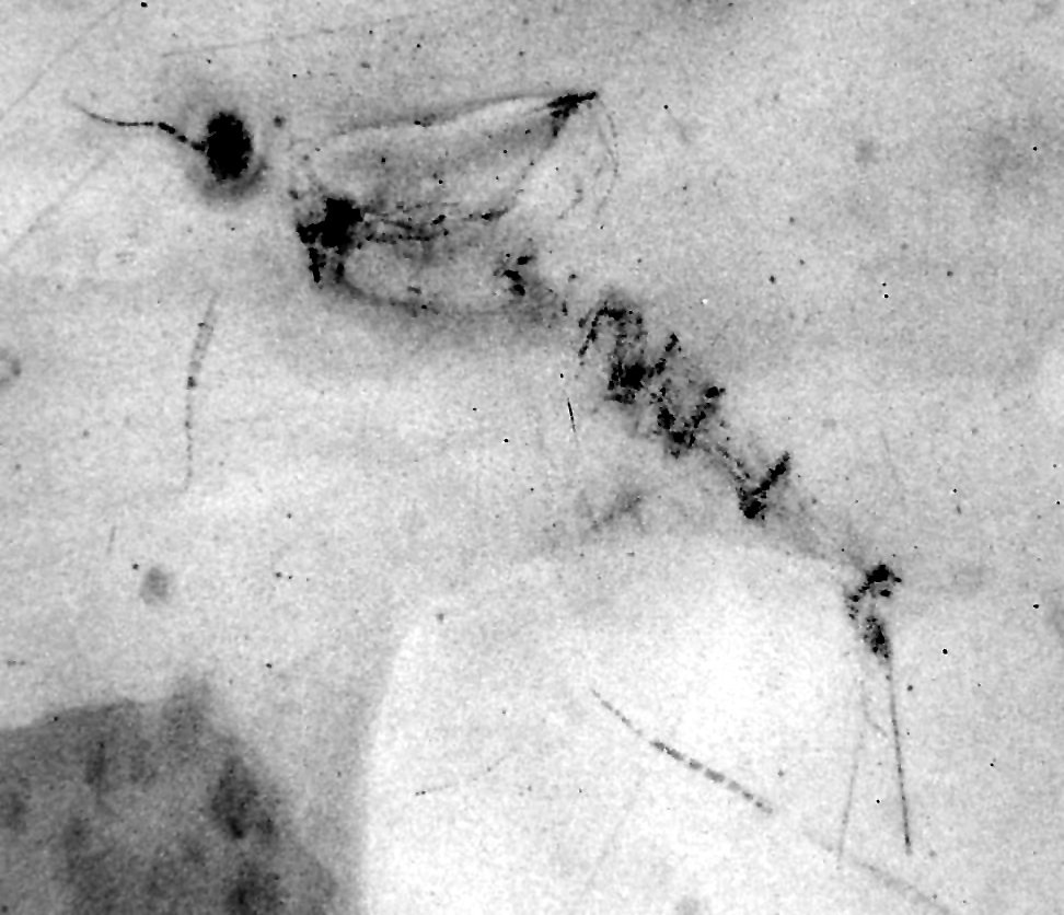 Nahecaris steurtzi