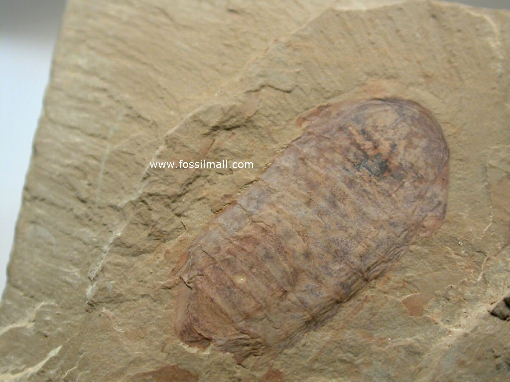 Acanthomeridion 