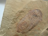 Acanthomeridion serratum