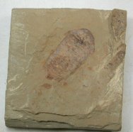 Acanthomeridion serratum