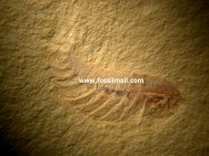 Alalcomenaeus Chengjiang