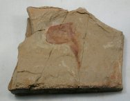 Chengjiang Maotianshan Shales Fossil