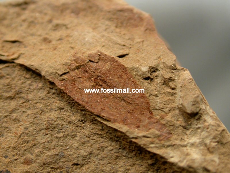 Echinoderm Chengjiang Fossils