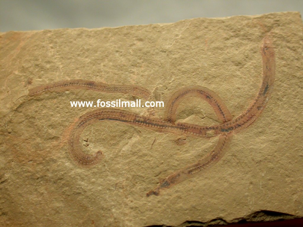 Cricocosmia jinningensis