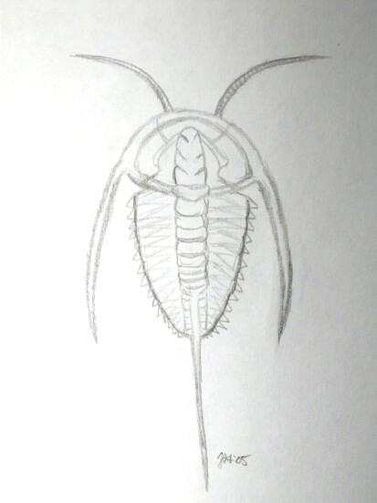 Eoredlichia